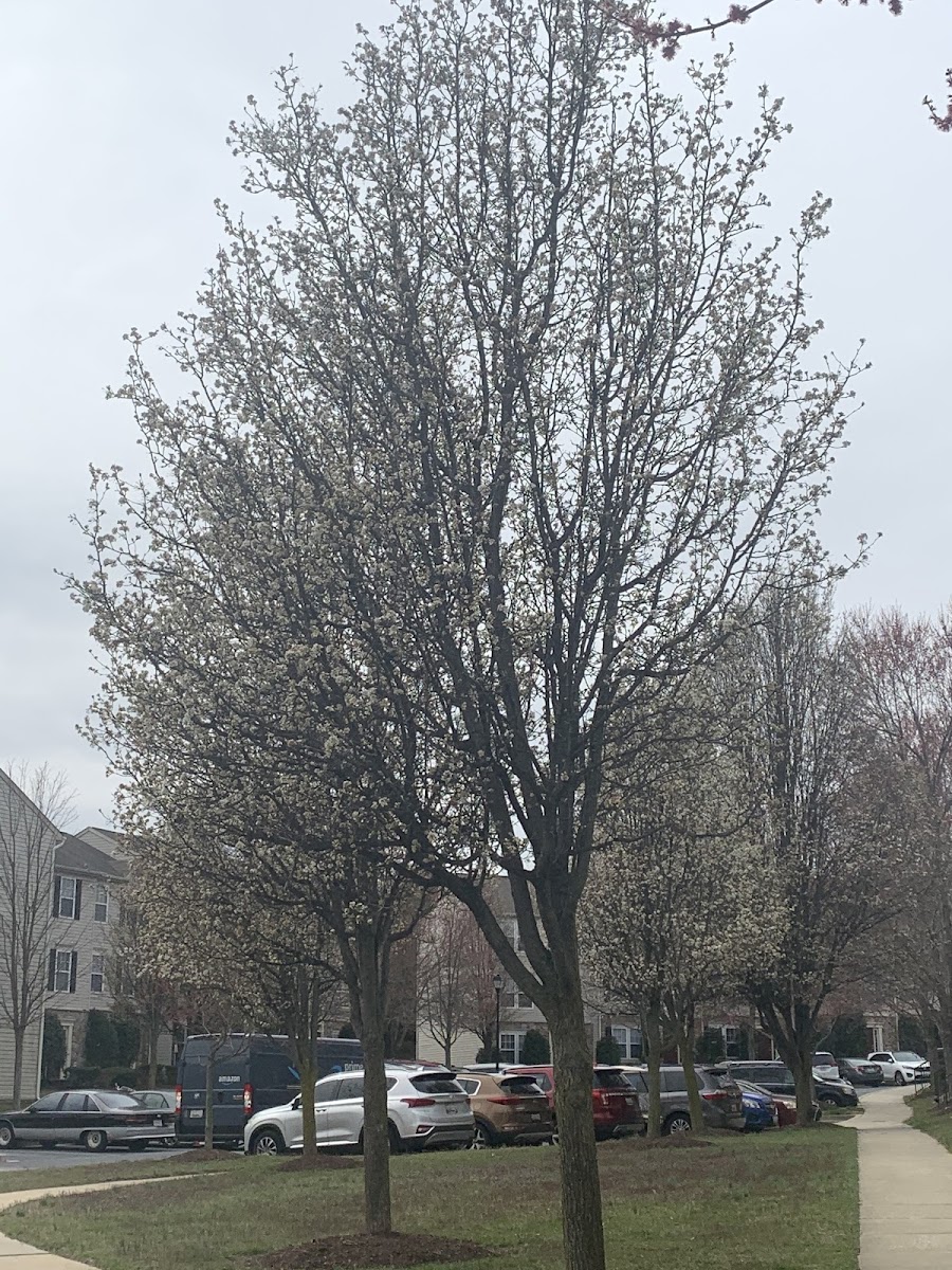 Flowering Pear Tree