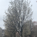 Flowering Pear Tree