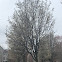 Flowering Pear Tree