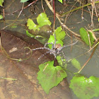 Water spider