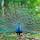 Peacocks Tab