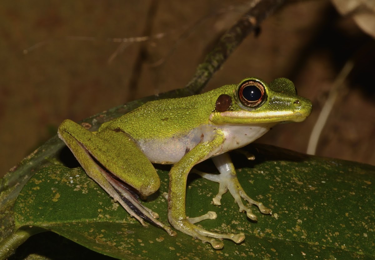 White-lipped Frog