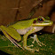 White-lipped Frog