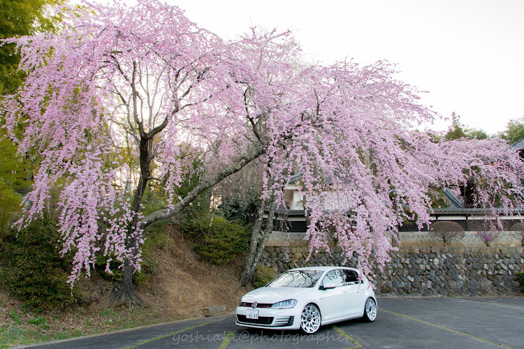 ゴルフGTIのrotiform・朝活・愛車と桜・桜・golf7に関するカスタム事例の投稿画像1枚目
