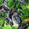 Green Heron