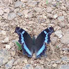 Blue admirals