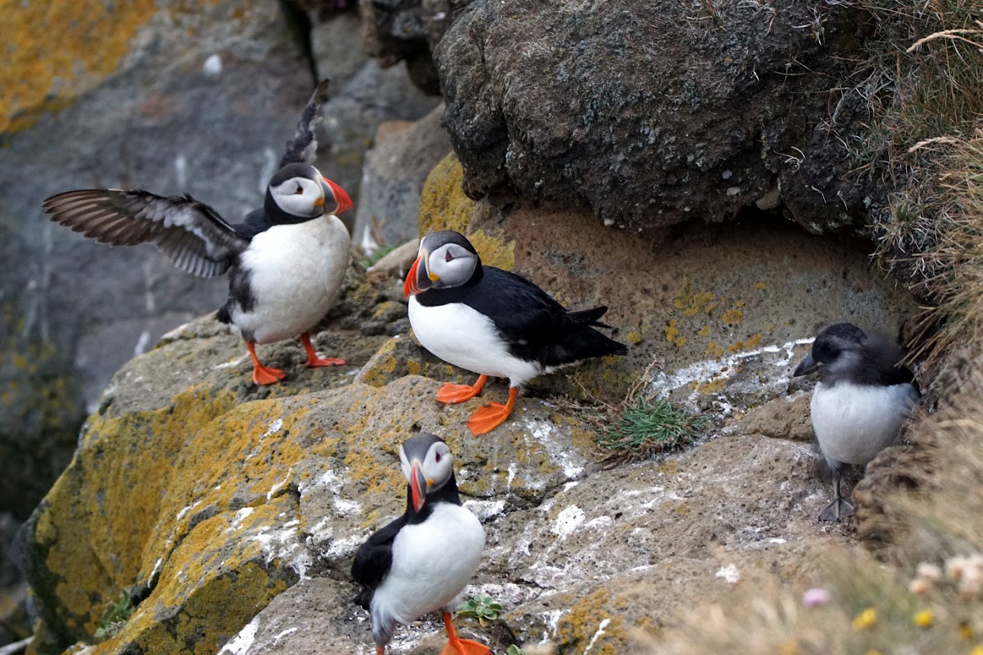 Исландия - родина слонов (архипелаг Vestmannaeyjar, юг, север, запад и Центр Пустоты)