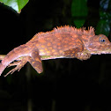 Borneo Anglehead Lizard