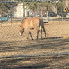 Asian wild horse