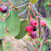 Western serviceberry