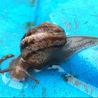 Snail