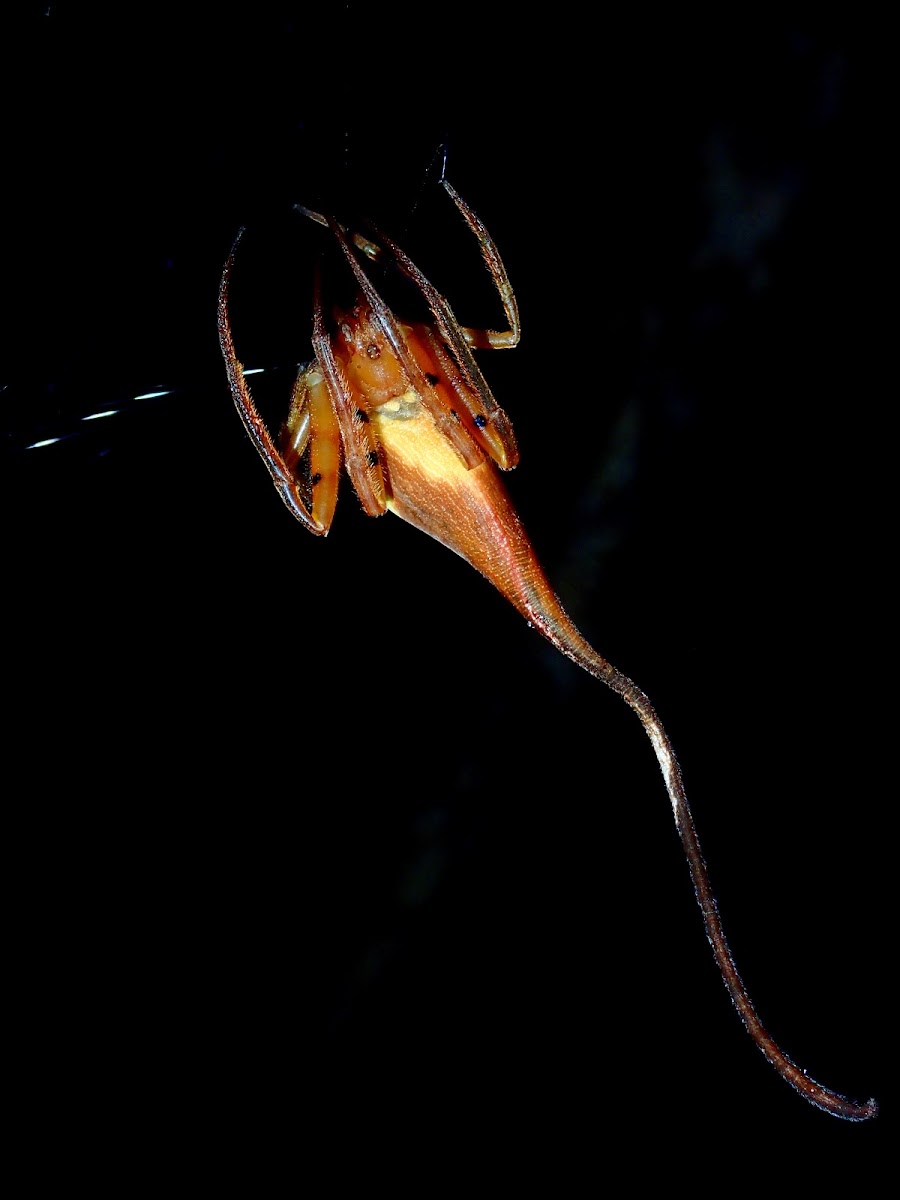 Rolled-Leaf Spider