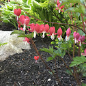 Asian bleeding heart