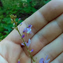 Nakedflower Ticktrefoil