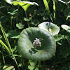 Miner's Lettuce