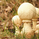 Amanita mushroom