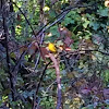 Wilson's Warbler