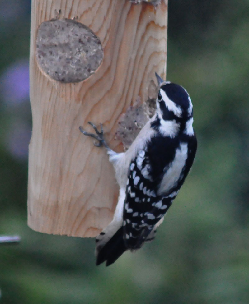 Downy Woodpecker (female)