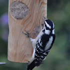 Downy Woodpecker (female)