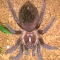 Item logo image for Brachypelma albopilosum, Spiderling Tarantula