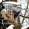 White-breasted Nuthatch (deformed bill)