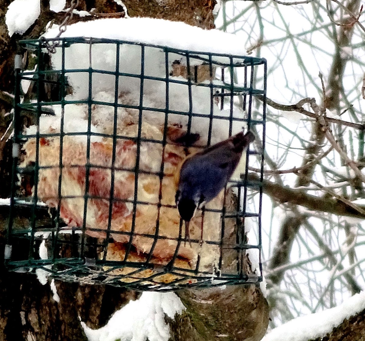 White-breasted Nuthatch (deformed bill)