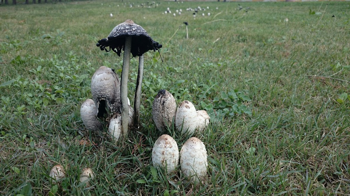 Shaggy mane