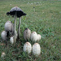 Shaggy mane