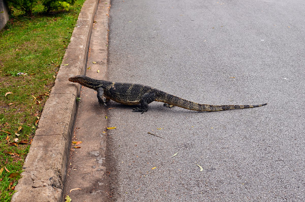 A monitor in Lumphini Park