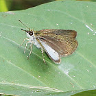 Scrub Hopper