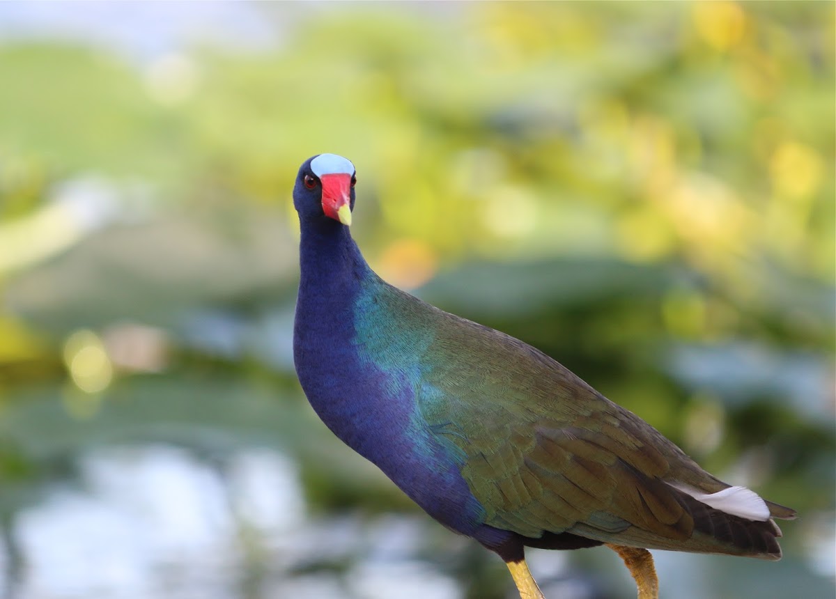 Purple gallinule