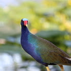 Purple gallinule