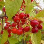 Crabapple