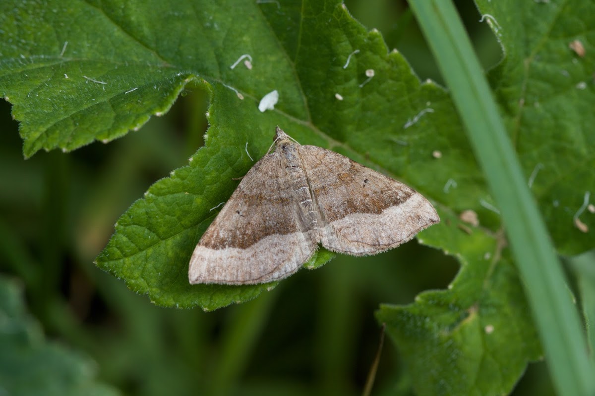 Shaded Broad-bar moth