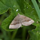 Shaded Broad-bar moth