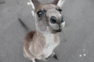 Wallaby Wallpaper Hd Google Play のアプリ