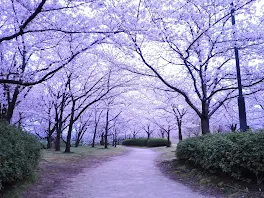 それぞれのお花見