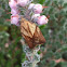 Light Brown Apple Moth