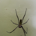 Batik Golden Web Spider