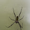 Batik Golden Web Spider