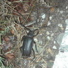 Longhorn Beetle