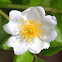 Multiflora Rose