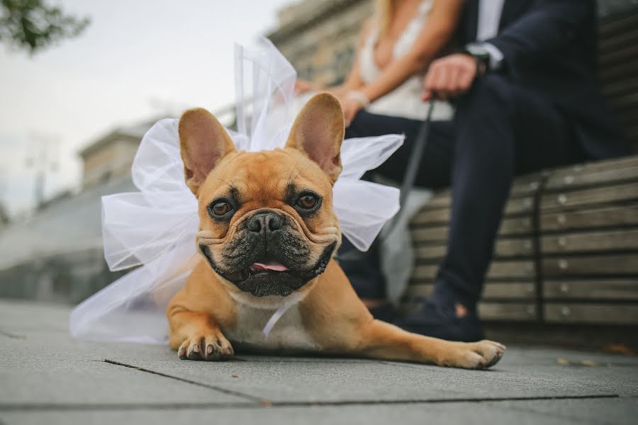 Wedding photographer Attila Busák (busk). Photo of 21 January 2019