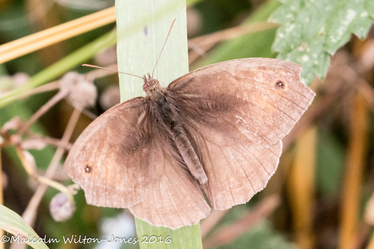 Ringlet