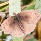 Ringlet