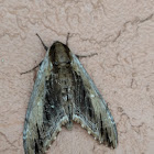 Duponchel's Sphinx Moth