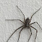 Huntsman spider