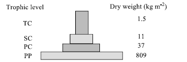 Ecological Pyramids