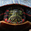 Painted Turtle