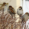 House Sparrow